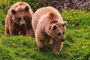 ببینید | غذا خوردن خانوادگی خرس قهوه‌ای در منطقه شکار ممنوع سوادکوه