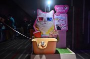 افتتاح سینمای مخصوص حیوانات خانگی در تایلند/ عکس