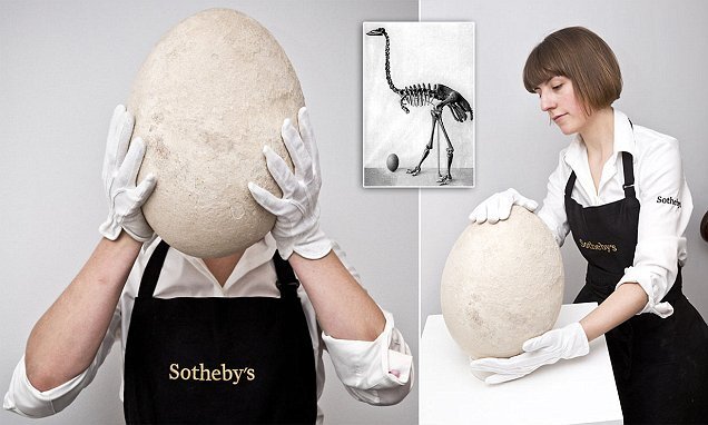 تخم‌مرغ گرد با قیمت چندهزار دلاری در یک سوپرمارکت پیدا شد/ عکس