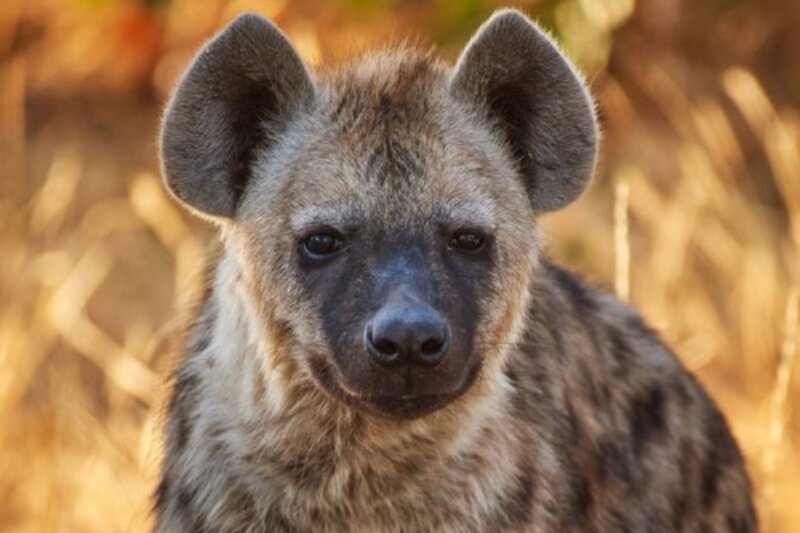 ببینید | نگهداری غیرقانونی کفتار راه‌راه در باشگاه سوارکاری!