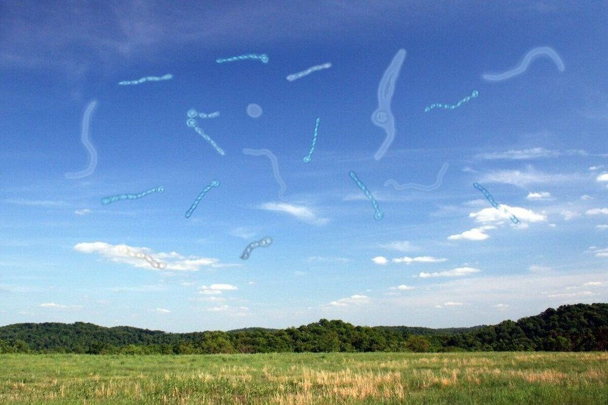 هشدار؛ توجه به مگسپران و جرقه چشم/ با این شرایط احتمال کوری وجود دارد