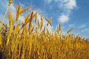 تحویل ۱۳۴ هزار تن گندم به مراکز خرید تضمینی در کرمانشاه