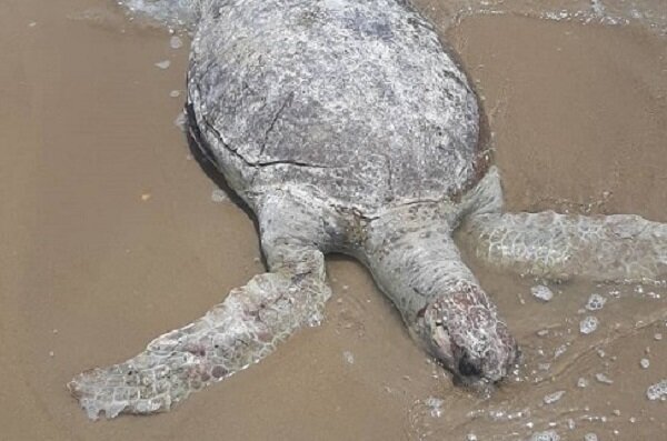 کشف لاشه لاکپشت پوزه عقابی غول پیکر در ساحل بندرعباس/ عکس