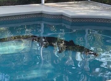 شنای تمساح ۳/۵ متری در استخر خانه‌ای در فلوریدا/ عکس