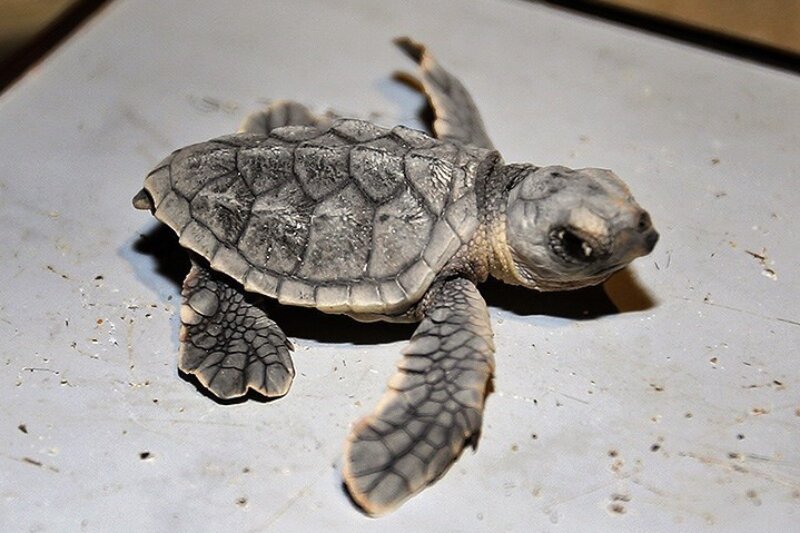 ببینید | لحظه زیبای تولد لاکپشت پوزه عقابی در کیش