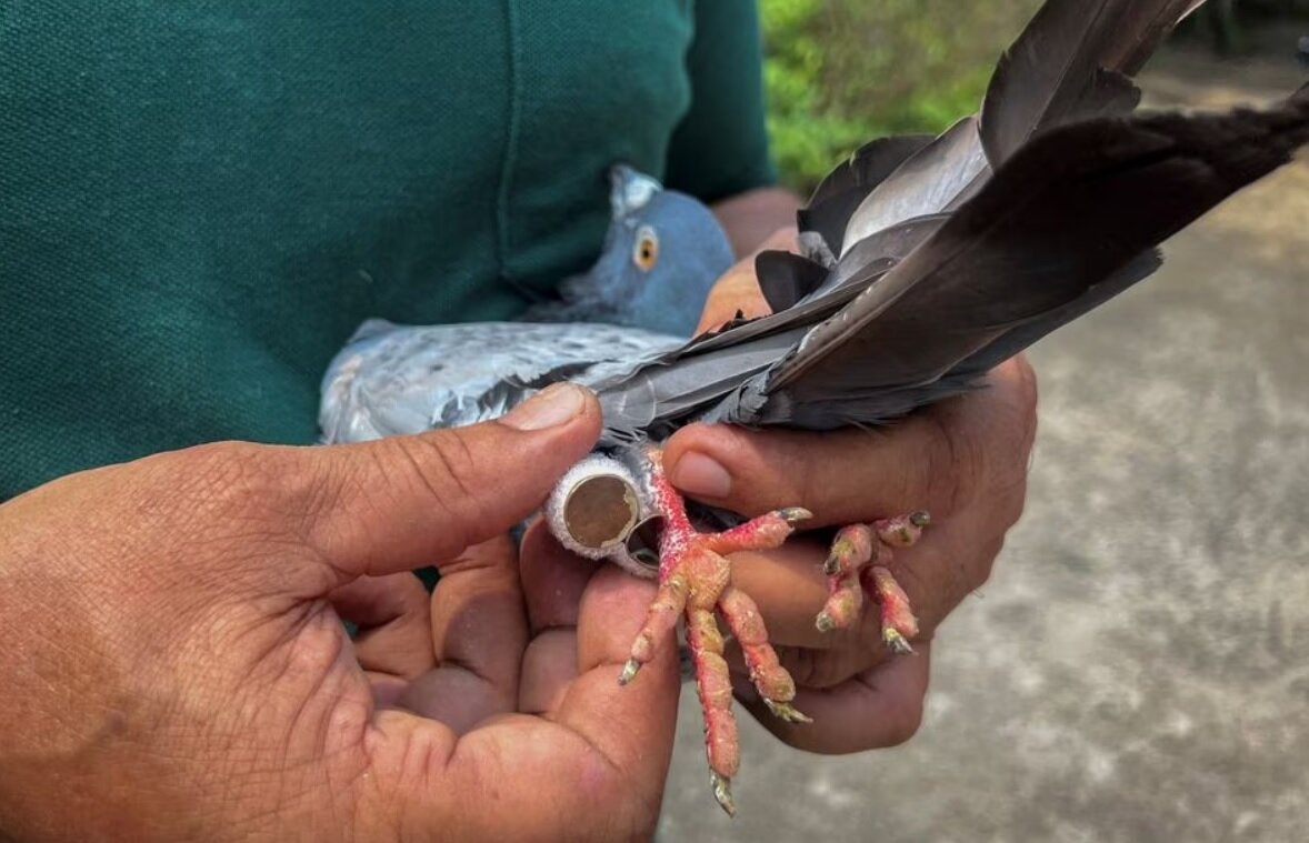 استفاده دوباره از کبوترهای نامهبر/ عکس