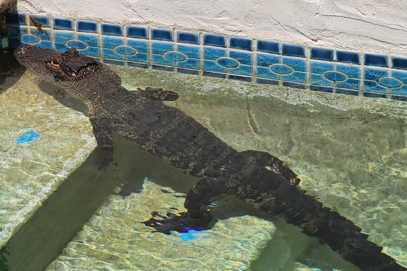 شنای تمساح ۳/۵ متری در استخر خانه‌ای در فلوریدا/ عکس