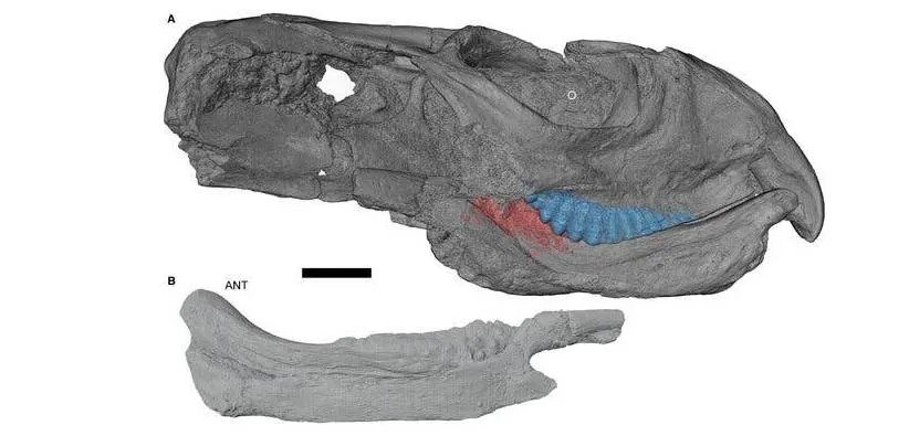 داستان غمانگیز پشت لبخند یک فسیل!
