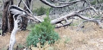 10 هکتار از جنگلهای مخروبه شهرستان مهدیشهر احیا شد 10 هکتار از جنگلهای مخروبه شهرستان مهدیشهر احیا شد
