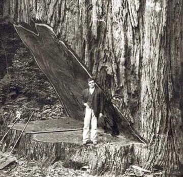 عکسی نادر از این درخت 2600 ساله؛ مقایسه جالب قد انسان با درخت سکویا؟