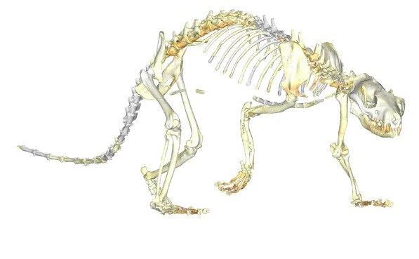 خرس عجیب‌الخلقه را غذا به کشتن داد / عکس