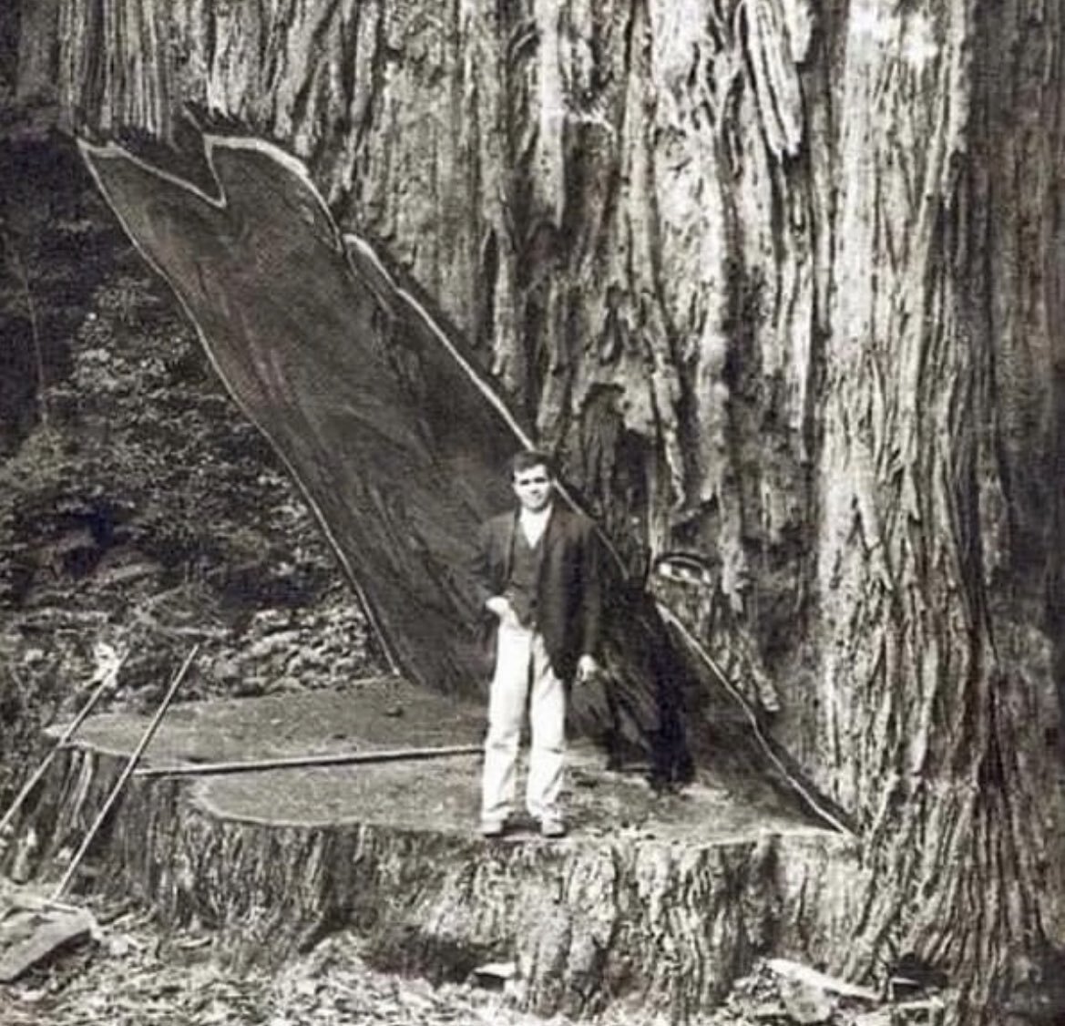 عکسی نادر از این درخت 2600 ساله؛ مقایسه جالب قد انسان با درخت سکویا؟ 2