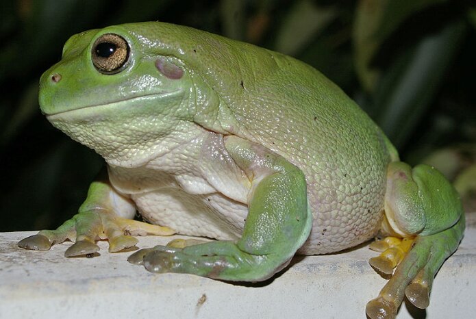 آخرین تقلای مار نگونبخت در گلوی قورباغه پیش از بلعیده شدن / عکس