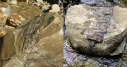 پیدا شدن بقایای موجودات غول‌پیکر باستانی پس از طوفان/ عکس