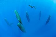 خواب عجیب نهنگ‌های غول‌پیکر در آب/ فیلم