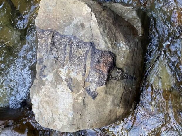 پیدا شدن بقایای موجودات غولپیکر باستانی پس از طوفان/ عکس