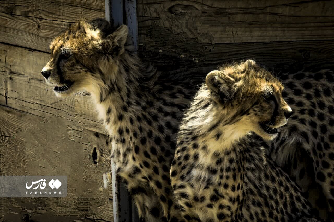 تصاویر جدید از آذر و توران؛ یوزپلنگ‌های ایرانی