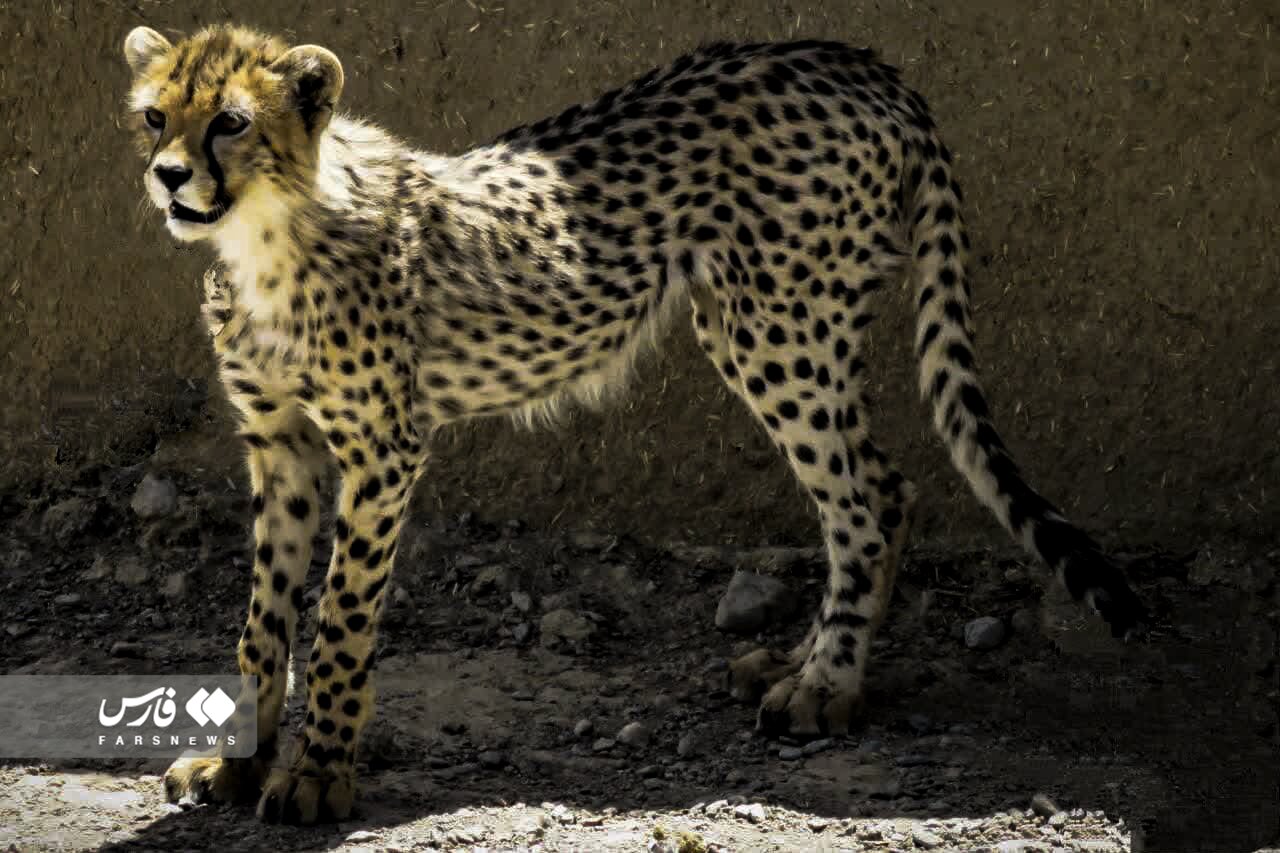 تصاویر جدید از آذر و توران؛ یوزپلنگهای ایرانی