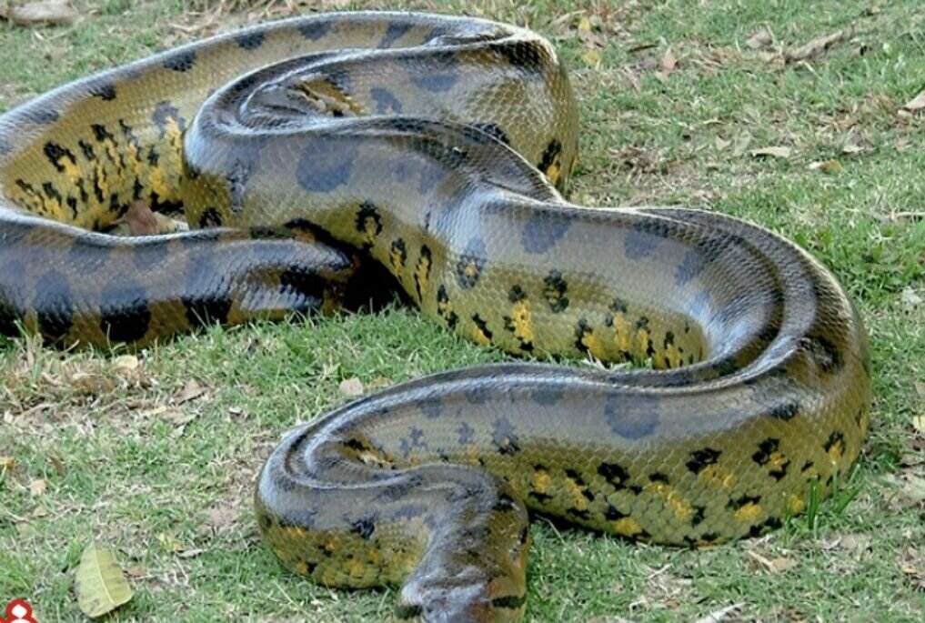 ماجرای مشاهده مار غول پیکر در گیلان/ این مار خطرناک و سمی است؟