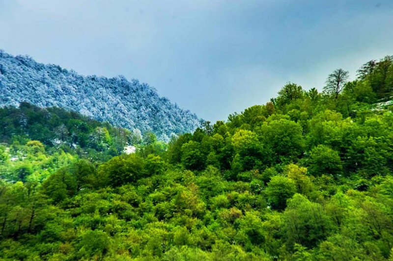 ببینید | یک دقیقه موسیقی جادویی جنگل‌های هیرکانی