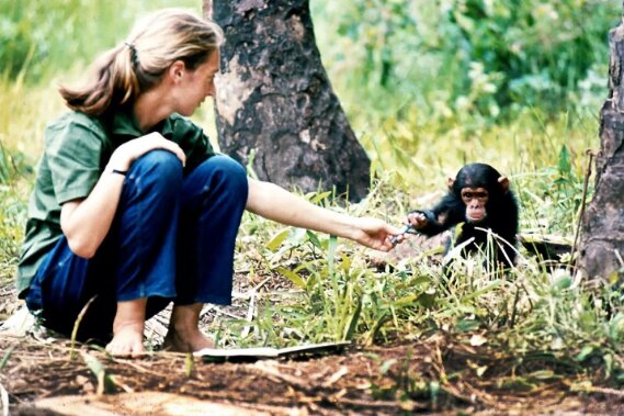 تصاویر نمادینی که نگاه ما به شامپانزهها را تغییر داد/ عکس