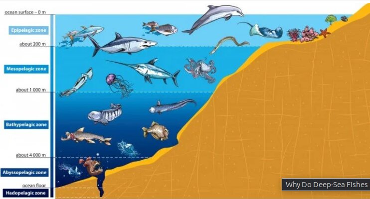 چطور در عمقی که تایتان متلاشی شد، ماهیها راحت شنا میکنند؟