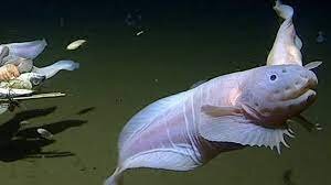 چطور در عمقی که تایتان متلاشی شد، ماهیها راحت شنا میکنند؟