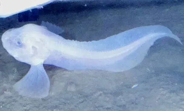 راز شگفتانگیز زنده ماندن در جایی که زیردریایی تایتان متلاشی شد!