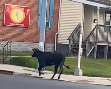 حمله چندین‌باره یک گاو به محوطه دانشگاه / عکس
