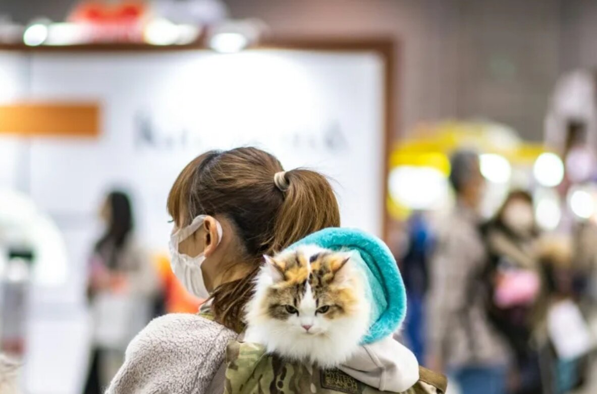 اپلیکیشنی در خدمت گربهها