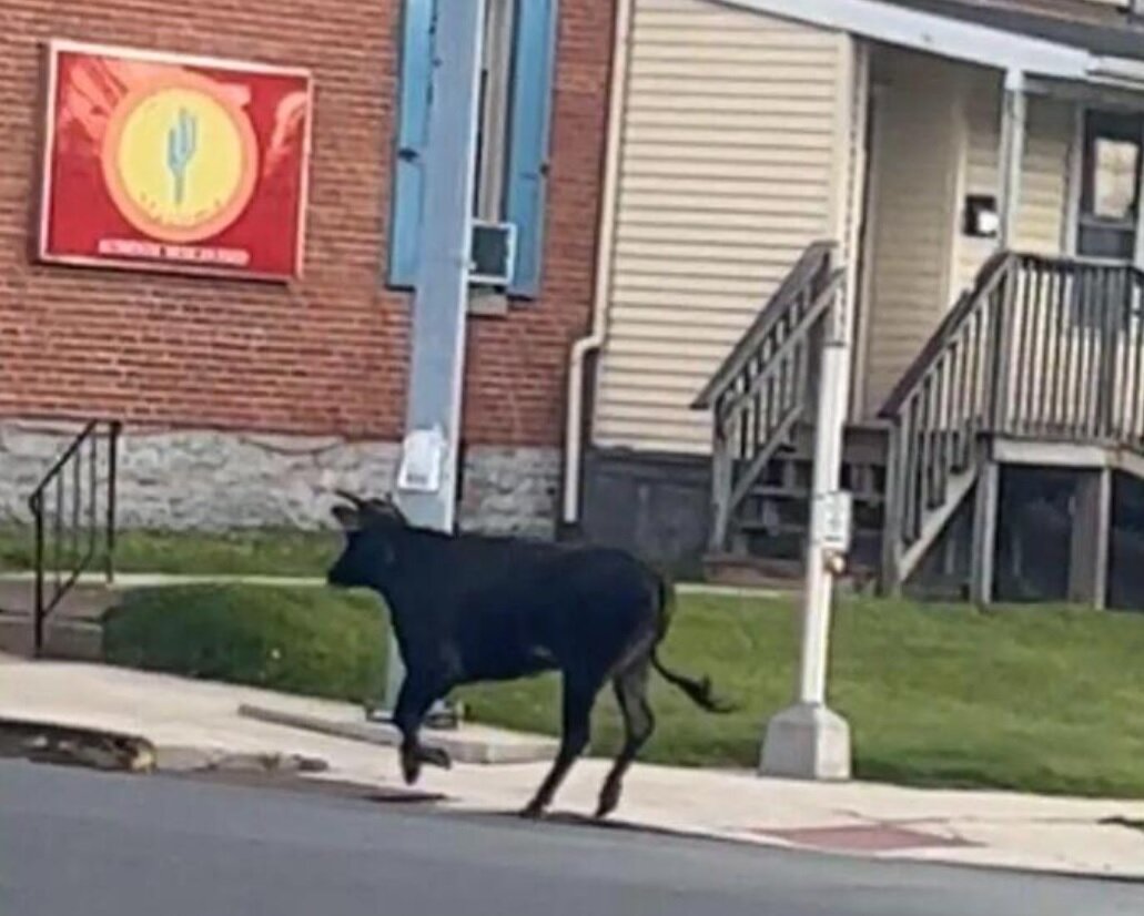 حمله چندین‌باره یک گاو به محوطه دانشگاه / عکس 3