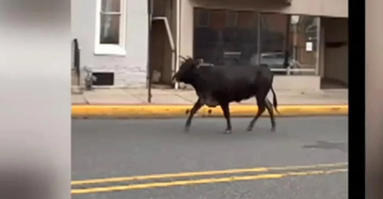 حمله چندین‌باره یک گاو به محوطه دانشگاه / عکس 2