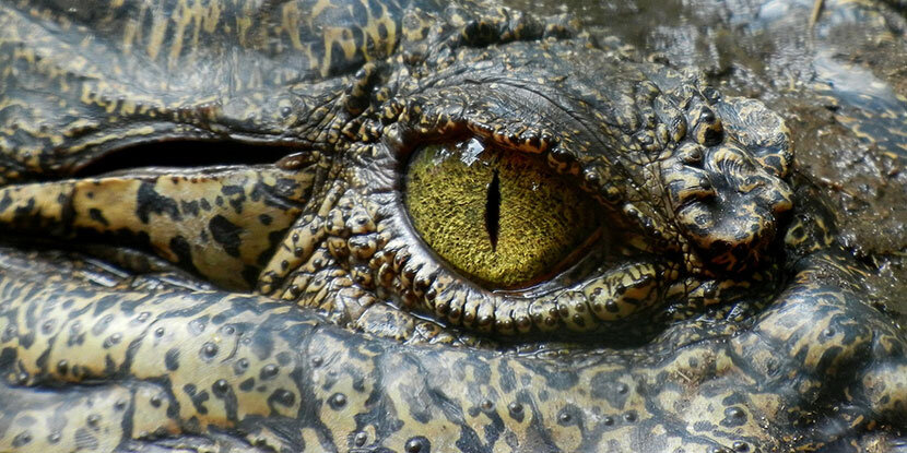«اشک تمساح» واقعی است!/ عکس