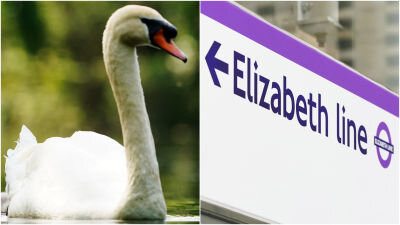 یک قو باعث تعطیلی یک خط قطار شد/ عکس