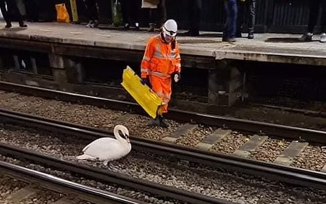 یک قو باعث تعطیلی یک خط قطار شد/ عکس