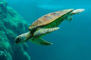 این لاک‌پشت‌های غول‌پیکر در آب‌های ایران ساکن هستند!/ عکس