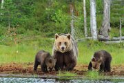 ببینید | تصاویری زیبا از رویارویی خرس مادر و دو توله‌اش با محیط‌بان مازندرانی