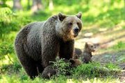 ببینید | وضعیت فاجعه‌بار یک خرس در باغ وحش کرمان