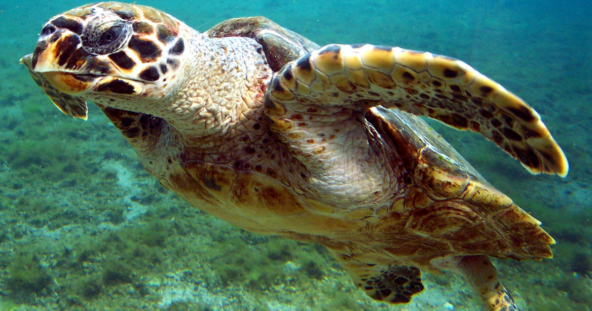 این لاک‌پشت‌های غول‌پیکر در آب‌های ایران ساکن هستند!/ عکس