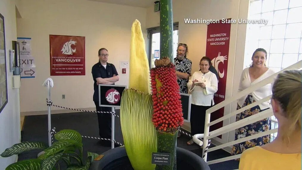 شکوفایی بدبوترین گل جهان در دانشگاه ایالتی واشنگتن