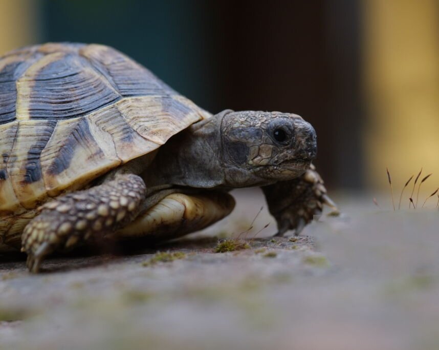 یک لاکپشت، مسافر ویژه مترو!/ عکس