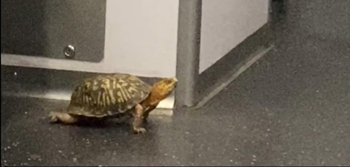 یک لاک‌پشت، مسافر ویژه مترو!/ عکس