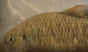 کشف یک گونه ماهی ۱۲ میلیون ساله در رودخانه‌های ایران!