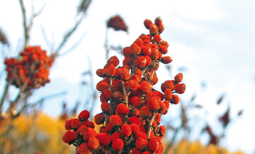 سماق را اینطور مصرف کنید تا وزن کم کنید سماق را اینطور مصرف کنید تا وزن کم کنید