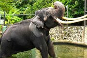 ببینید | بازگرداندن فیل جنجالی تایلندی پس از بدرفتاری با او در سریلانکا
