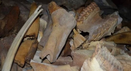 یک غار عجیب پر از استخوان در روسیه/ عکس