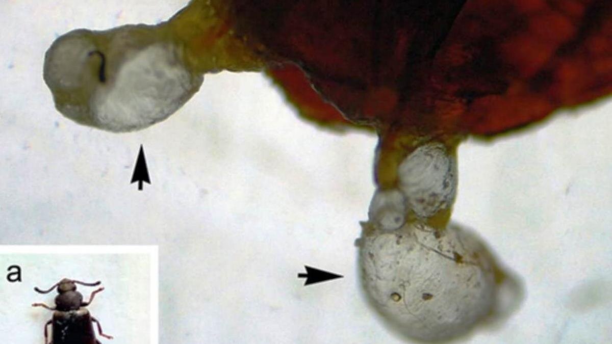 سوسک دردسرساز ارزش پیدا کرد/ گنج پنهان درون حشره نامحبوب/ عکس