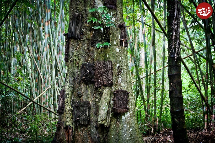 عجیبترین گورستانهای جهان؛ از رستوران تا باند فرودگاه!/ عکس