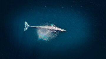 نهنگ 52؛ تنهاترین نهنگ اقیانوس!/ عکس
