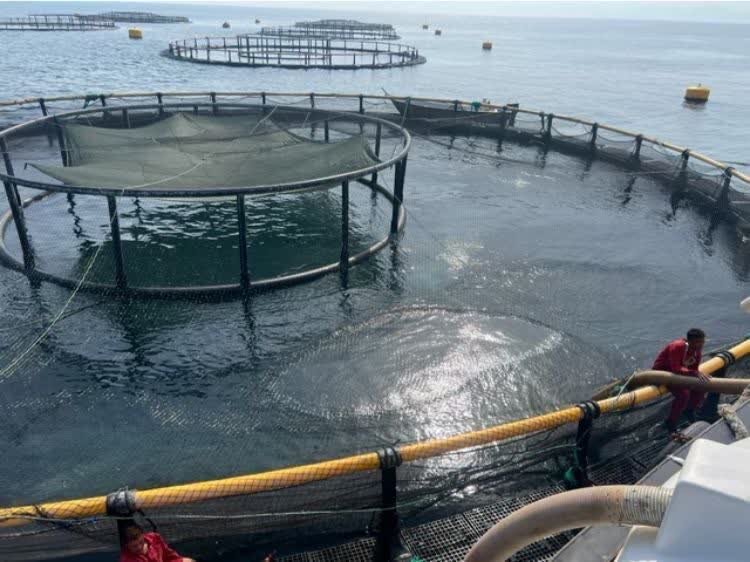 آغاز ذخیرهسازی بزرگترین محموله بچه ماهی سی باس در جزیره قشم